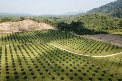 Déforestation pour culture de palmiers à huile